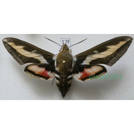 Hyles gallii (Rottemburg, 1775) Poland17f